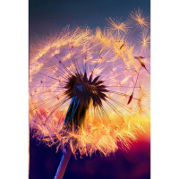 Алмазная мозаика 30х40см "Одуванчик" полная выкладка GB76087
