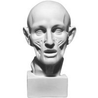 Экорше головы по Гудону 22х22х36,5см 10-107