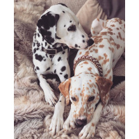 Живопись по номерам (акрил) 40х50см "Друзья" сложность 3, холст на подрамнике МСА1908