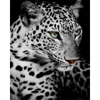 Алмазная мозаика 40х50см "Снежный леопард" полная выкладка KR 0021