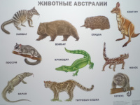 Плакат Животные Австралии 9785378173624