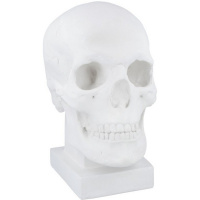 Череп. Слепок с натурального 19х14х25см 10-122