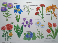 Плакат Цветы 9785378052301