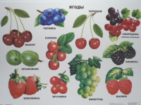 Плакат Ягоды 9785378031832