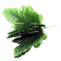 Листья декоративные 16х7см зеленые 10шт/уп. Y4889-17