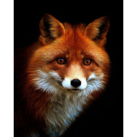 Алмазная мозаика 40х50см "Лисица" полная выкладка KR 0180