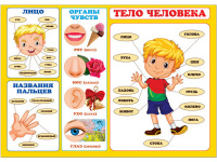 Плакат Тело человека 490х690 36669