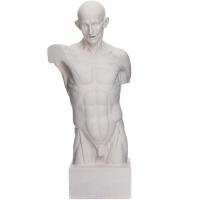 Торс экорше Гудона 20х12х48см 90-906