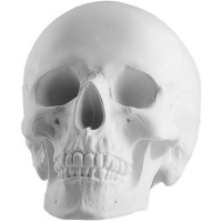 Череп анатомический 14,5х22х16,5см 10-164