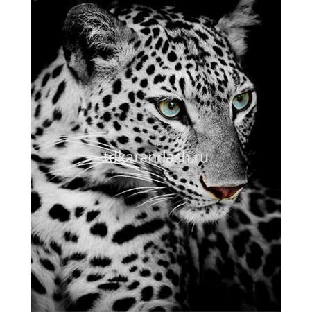 Алмазная мозаика 40х50см "Снежный леопард" полная выкладка KR 0021