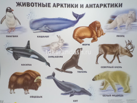 Плакат Животные Арктики и Антарктики 9785378173631