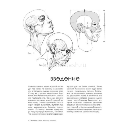 Книга "Морфо. Скелет и мышцы человека. Анатомия д/художников" 192стр. 978-5-04-207776-0 от магазина "Карандаш"