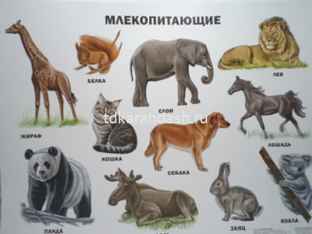 Плакат Млекопитающие 9785378173686
