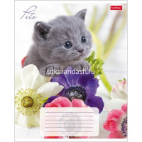 Тетрадь А5 12л клетка "Любимцы" на скобе 5 дизайнов 12Т5В1/033752 от магазина "Карандаш"