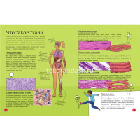 Энциклопедия "Почему, зачем и как. Человек: как работает наш организм" 128стр. 978-5-17-105463-2 от магазина "Карандаш"