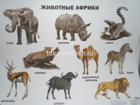 Плакат Животные Африки 9785378173648