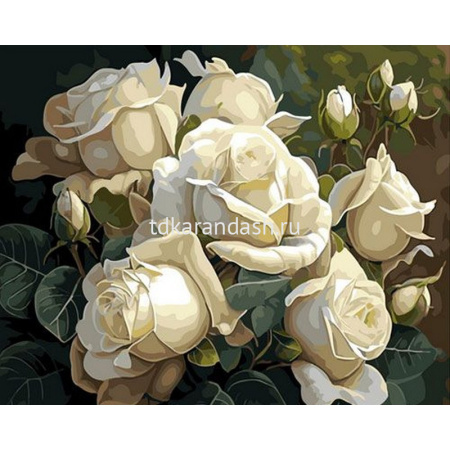 Живопись по номерам (акрил) 40х50см "Белые розы" сложность 3, холст на подрамнике OK11324